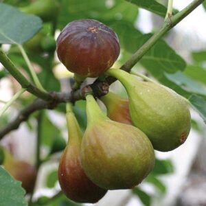 Ficus carica – Vijg ‘Brown Turkey’