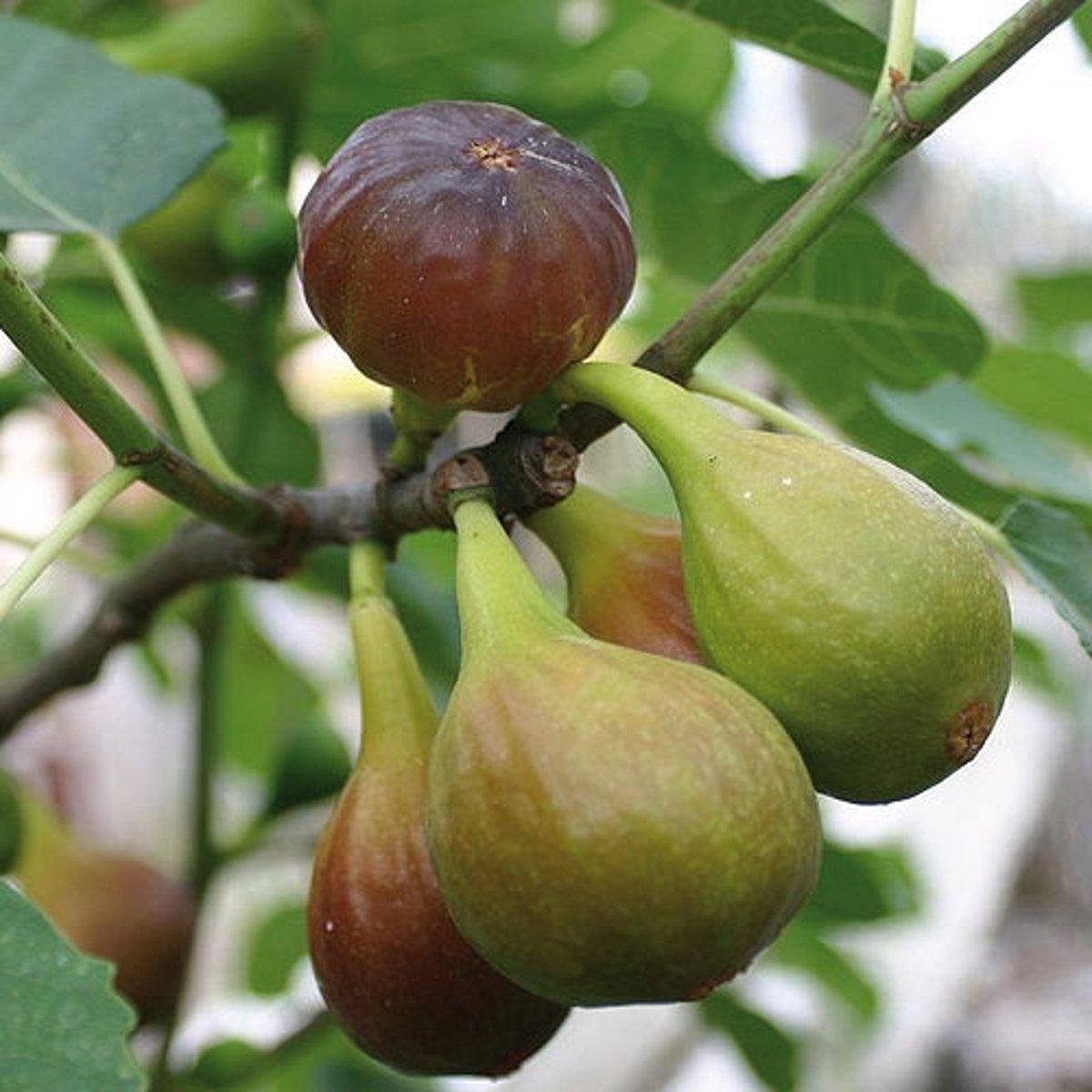 Ficus carica – Vijg ‘Brown Turkey’
