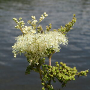 Filipendula ulmaria – Moerasspirea