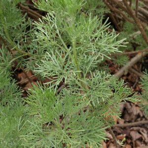 Artemisia abrotanum var. maritima – Colakruid