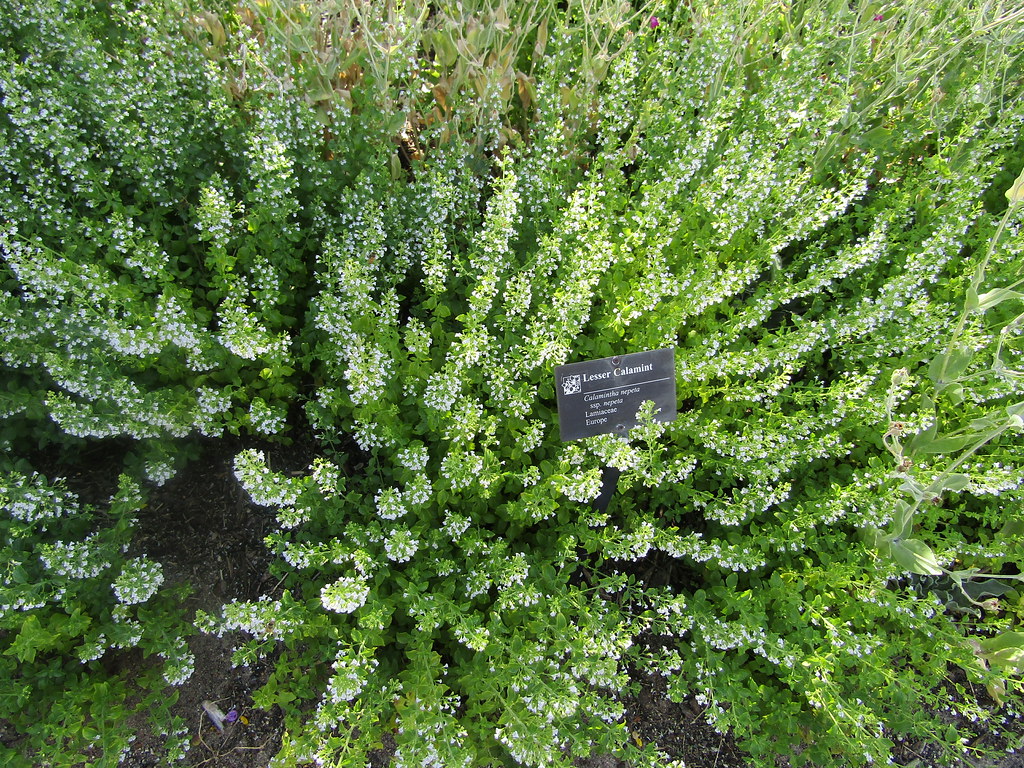 Calamintha nepeta 'white cloud' – Witte bergsteentijm - Afbeelding 2