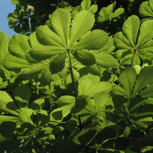 Aesculus hippocastanum - Wilde kastanje