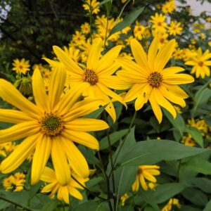Helianthus tuberosus – Aardpeer ‘Fleuron d’Anjou’