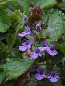 Glechoma hederacea– Hondsdraf