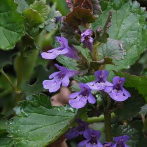Glechoma hederacea– Hondsdraf