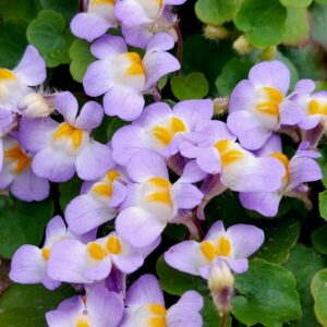 Cymbalaria muralis - Muurleeuwenbek