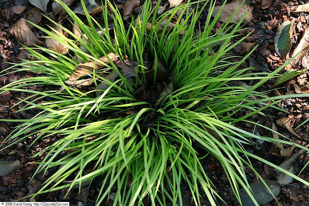 Acorus gramineus ‘Licorice’ – Zoethoutgras - Afbeelding 4