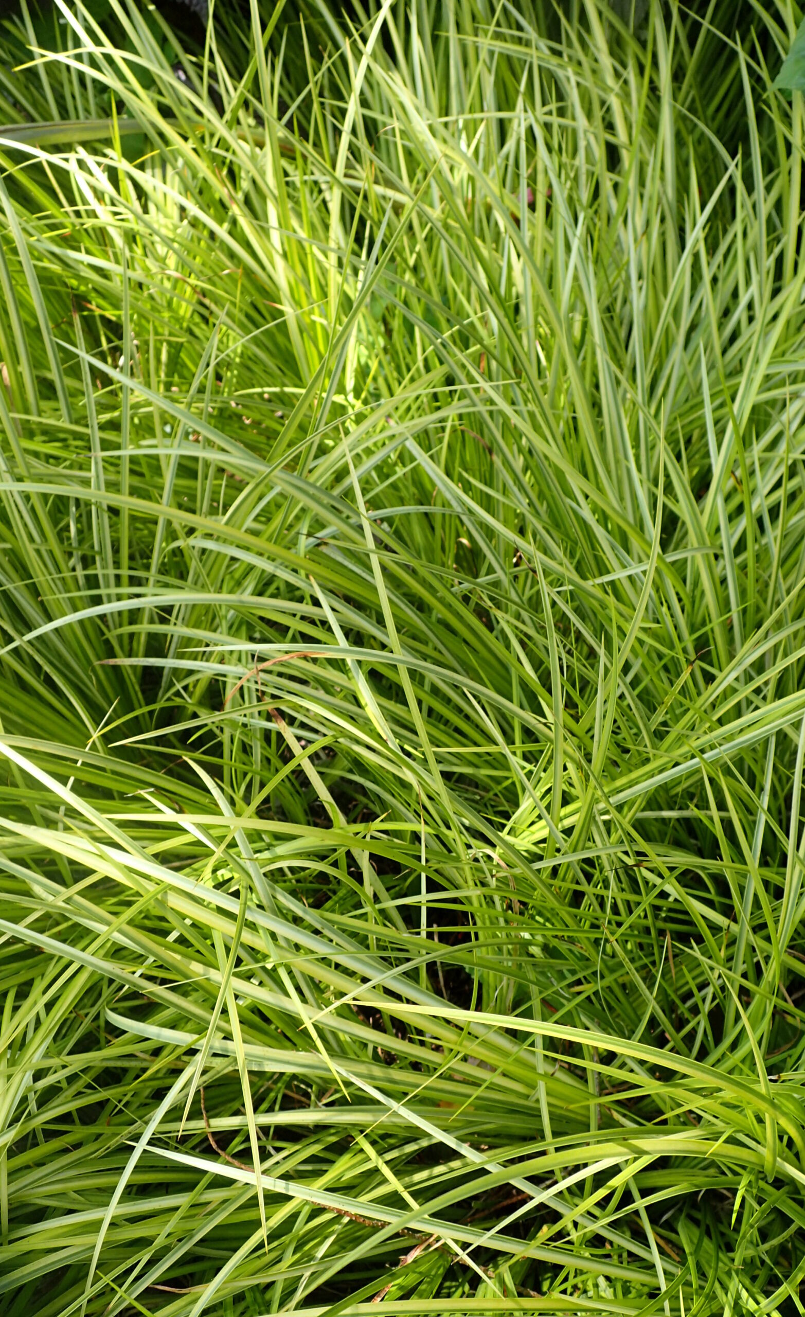 Acorus gramineus ‘Licorice’ – Zoethoutgras - Afbeelding 3