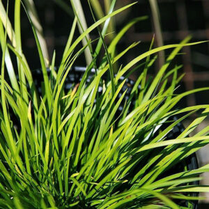 Acorus gramineus ‘Licorice’ – Zoethoutgras