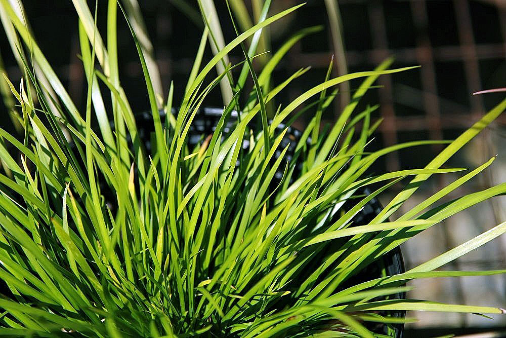 Acorus gramineus ‘Licorice’ – Zoethoutgras