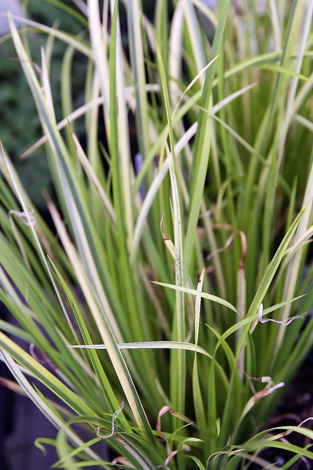 Acorus gramineus ‘Licorice’ – Zoethoutgras - Afbeelding 2
