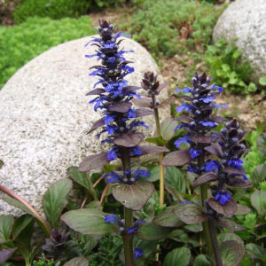 Ajuga reptans – Kruipend zenegroen