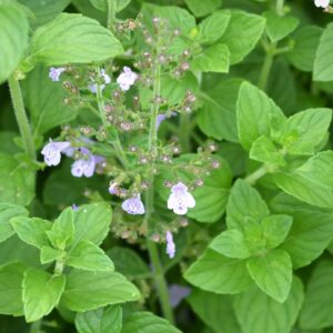 Calamintha nepeta 'white cloud' – Witte bergsteentijm
