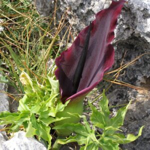 Dracunculus vulgaris – Drakenwortel