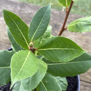Laurus Nobilis – Echte laurier