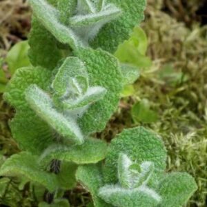 Mentha X rotundifolia – Appelmunt