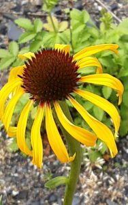 Echinacea paradoxa – Gele zonnehoed