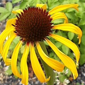 Echinacea paradoxa – Gele zonnehoed