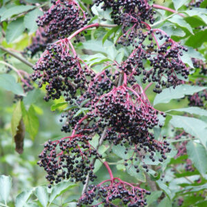 Sambucus nigra – Vlierbes
