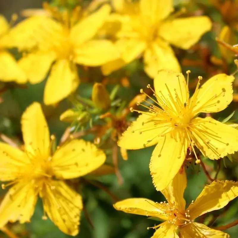 hypericum-perforatum-9209932