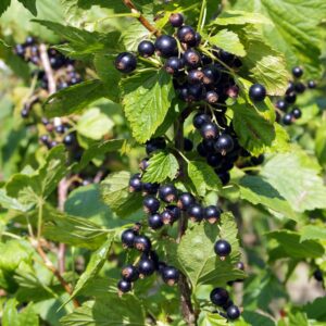 Ribes nigrum – Zwarte bes