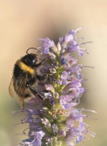 bee on purple flowers