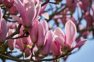 blossoming magnolia shrub