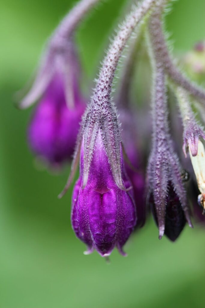 Symphytum officinale – smeeerwortel