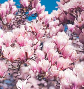 close up of pink magnolia flowers on a tree in spring