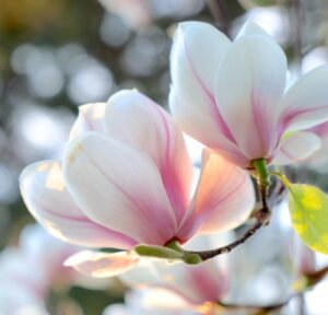 close up of blooming magnolia flowers in spring
