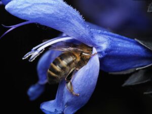 macro shot of honey bee on blue flower