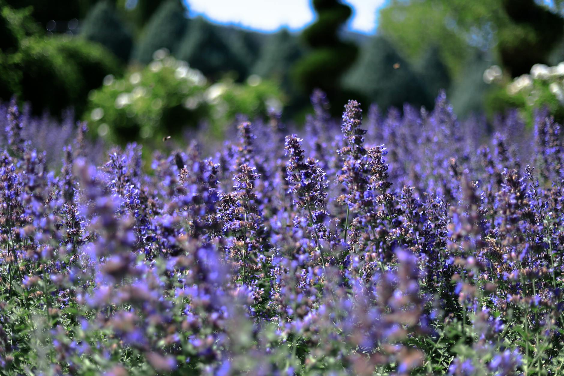 purple flowers in tilt shift lens