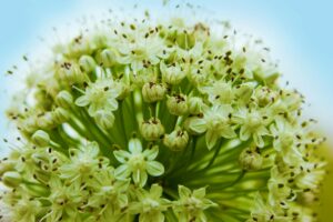 macro shot of green flower buds