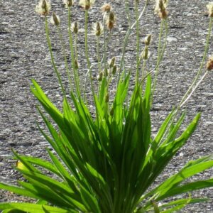 Plantago lanceolata – Smalle weegbree