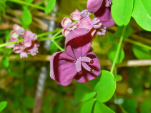Akebia quinata - Schijnaugurk/ Chocoladewingerd