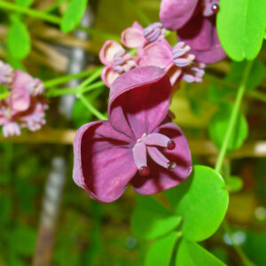Akebia quinata - Schijnaugurk/ Chocoladewingerd