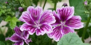 Malva sylvestris – Groot kaasjeskruid