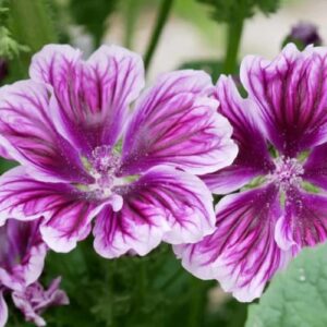 Malva sylvestris – Groot kaasjeskruid